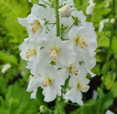 Verbascum Phoenicum 'Temptress White'